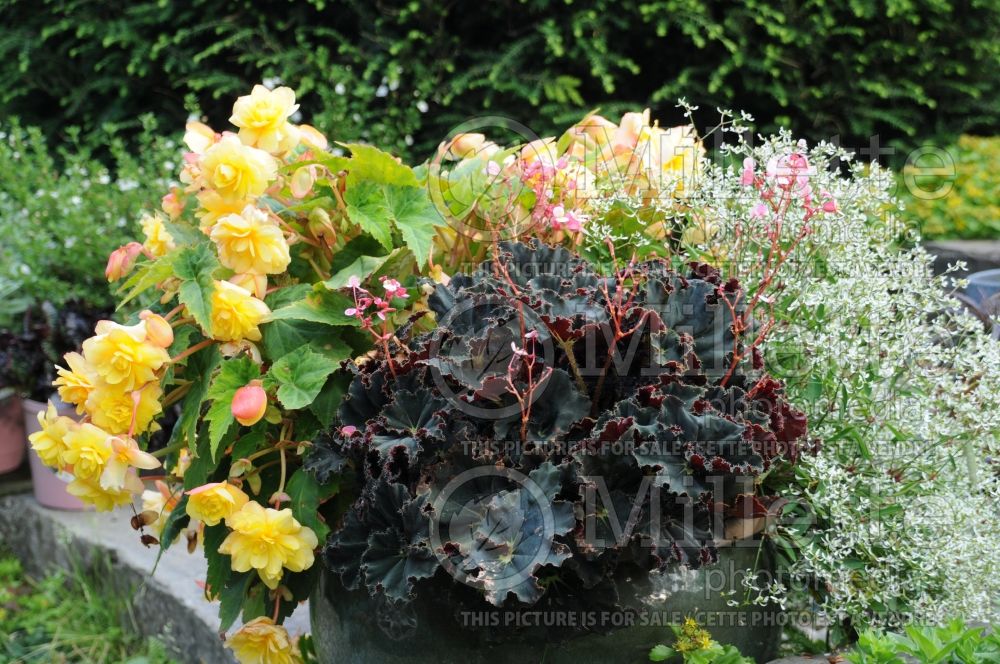 Garden landscaping with Begonia rex Dark Mambo, Begonia Arcanda Yellow, Euphorbia Diamond Frost 1 