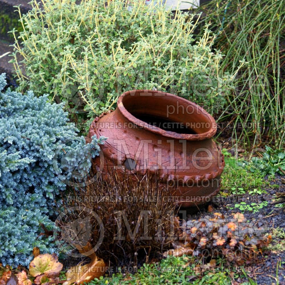 Garden landscaping around a pot  1