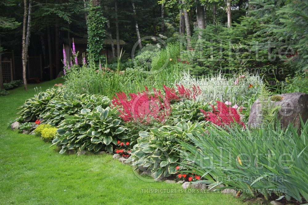 Landscaping with astilbe and other perennials 1