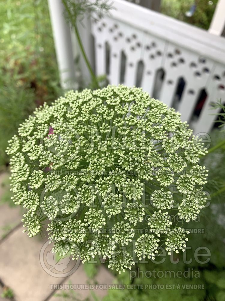 Ammi Green Mist (Queen Anne's Lace) 2