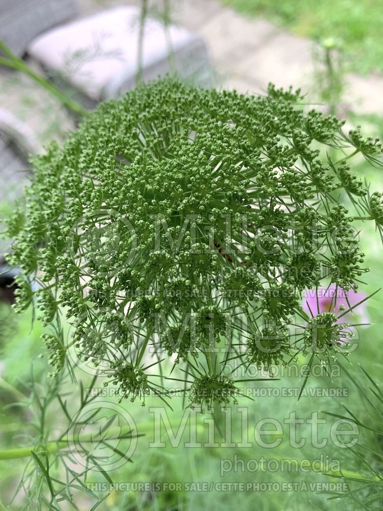 Ammi Green Mist (Queen Anne's Lace) 1