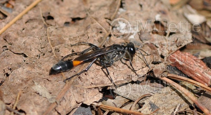 Ammophila nigricans (female Black Wasp) 1