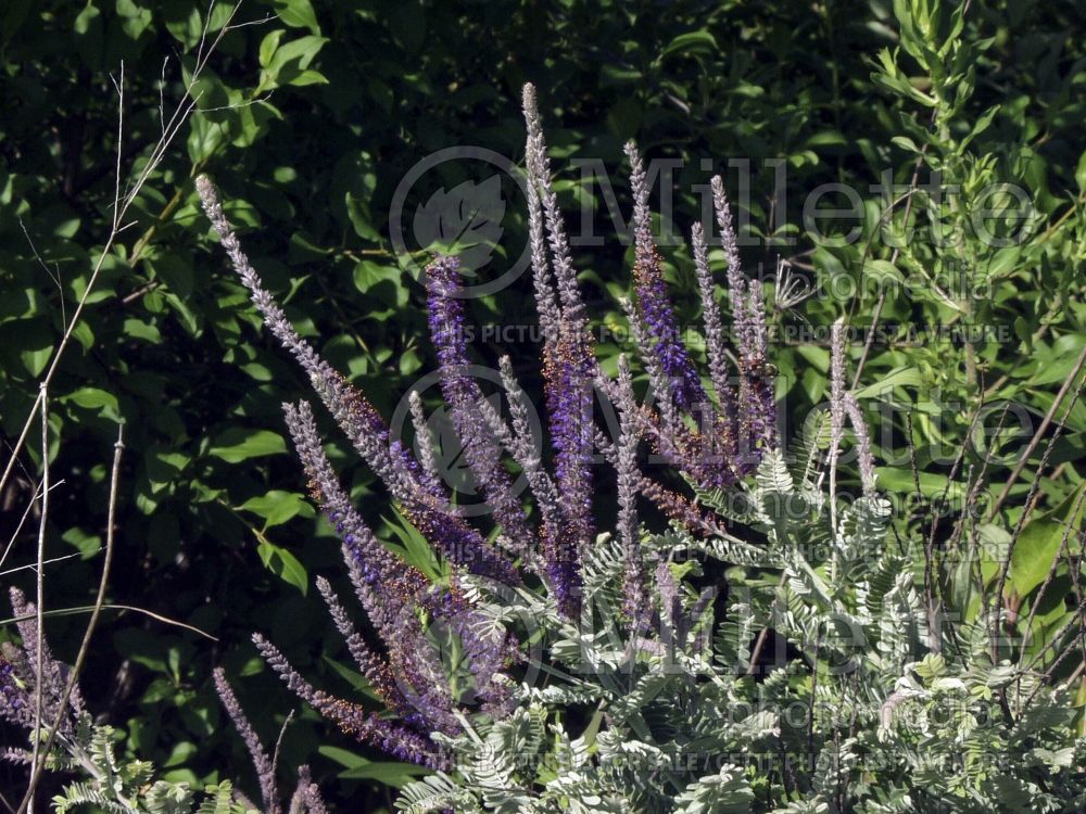 Amorpha canescens (Leadplant, Prairie shoestring) 2