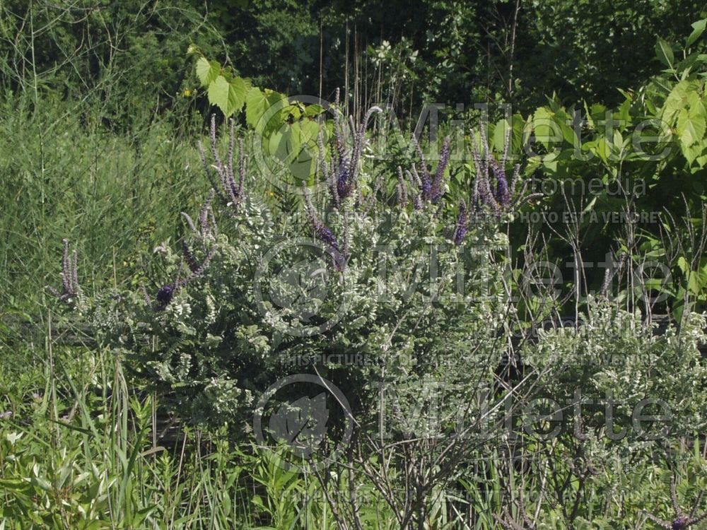 Amorpha canescens (Leadplant, Prairie shoestring) 3