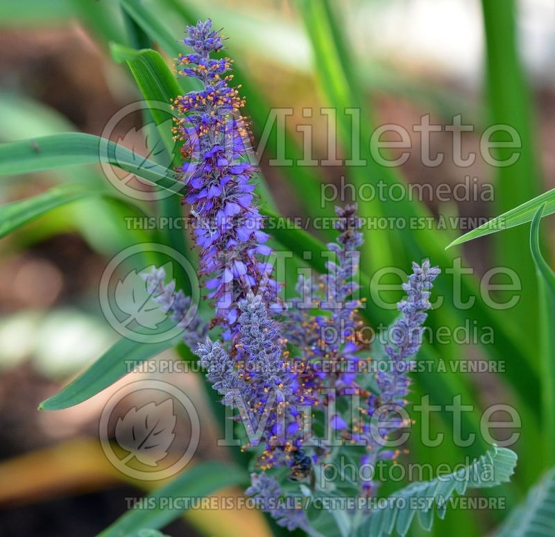 Amorpha canescens (Leadplant, Prairie shoestring) 6