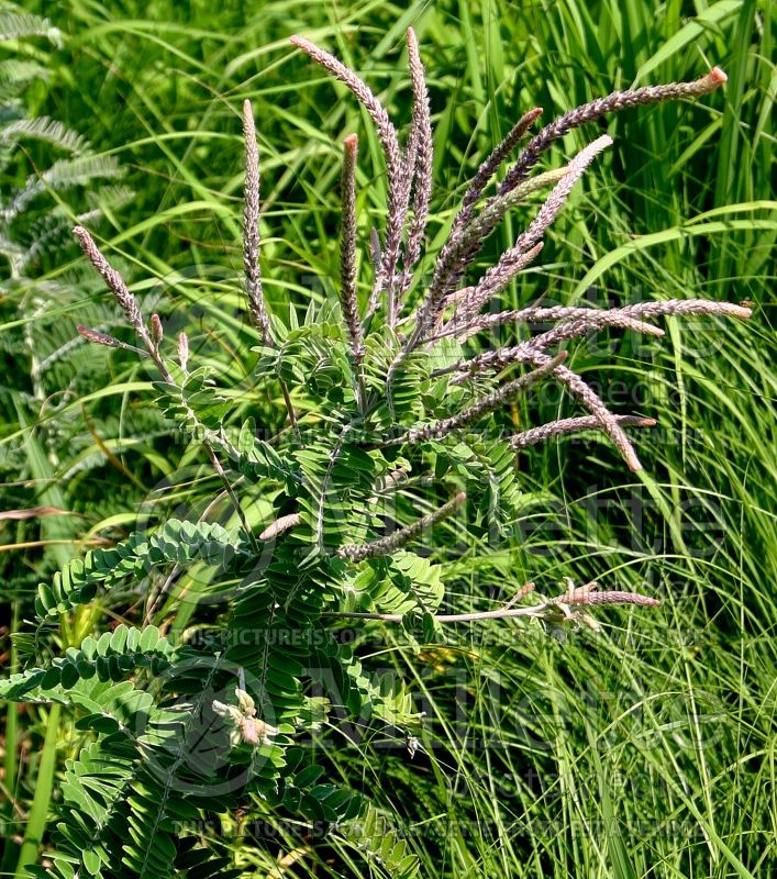 Amorpha canescens (Leadplant, Prairie shoestring) 7