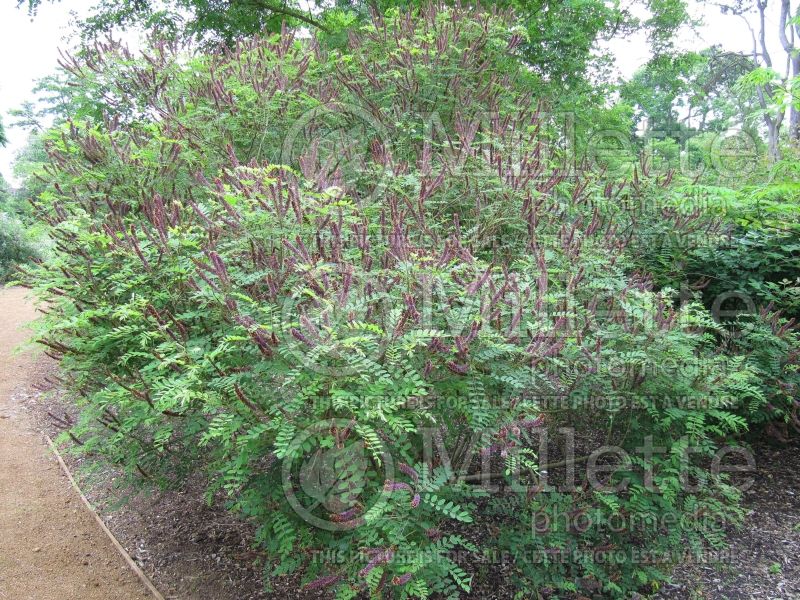 Amorpha canescens (Leadplant, Prairie shoestring) 4