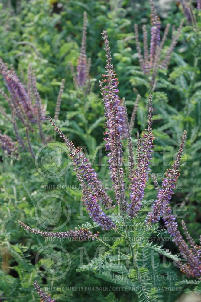 Amorpha canescens (Leadplant, Prairie shoestring) 1