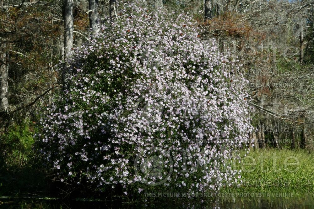 Ampelaster carolinianus (Climbing Carolina aster) 3  