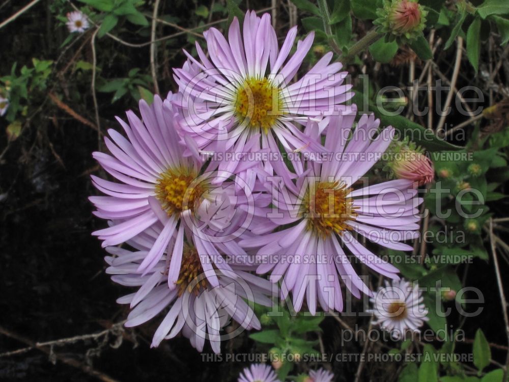 Ampelaster carolinianus (Climbing Carolina aster) 2  