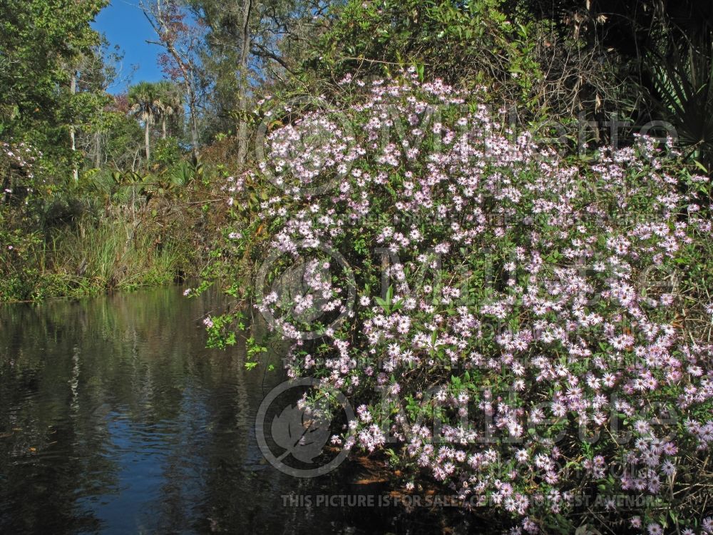 Ampelaster carolinianus (Climbing Carolina aster) 1  