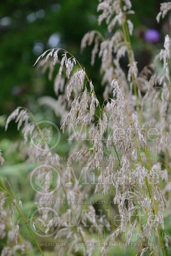 Ampelodesmos mauritanicus (Vine Reed/Rope Grass) 3