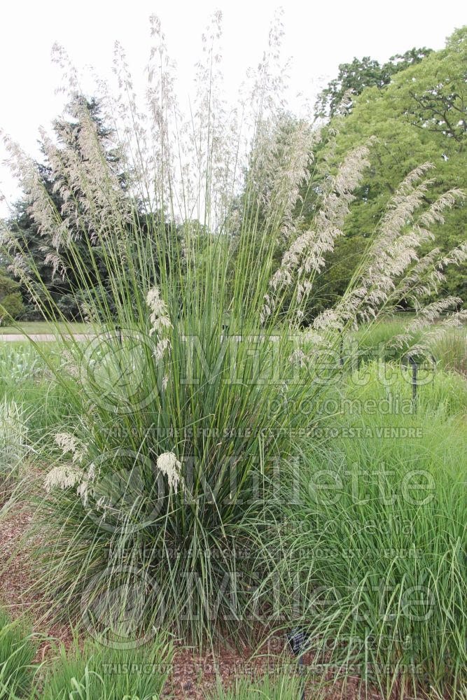 Ampelodesmos mauritanicus (Vine Reed/Rope Grass) 4