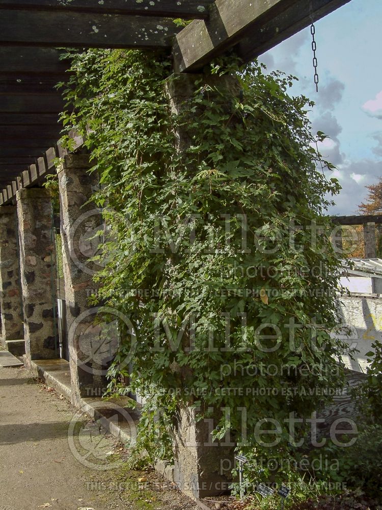 Ampelopsis aconitifolia (Monkshood Vine) 2  