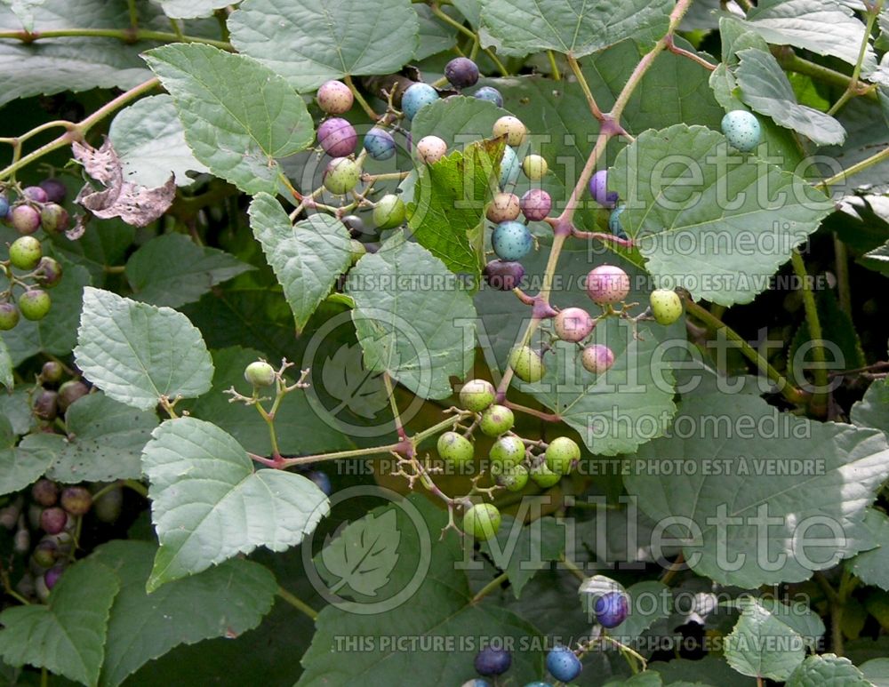 Ampelopsis brevipedunculata (Porcelainberry) 1  