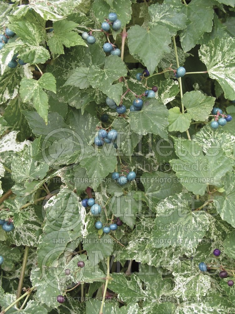 Ampelopsis Elegans (Porcelainberry) 1  