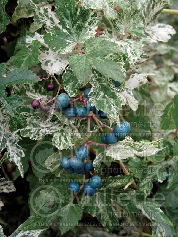 Ampelopsis Elegans (Porcelainberry) 6 