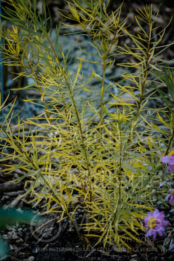 Amsonia Butterscotch (Bluestar) 1 