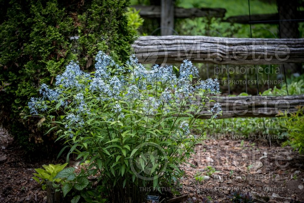 Amsonia Storm Cloud (Bluestar) 6