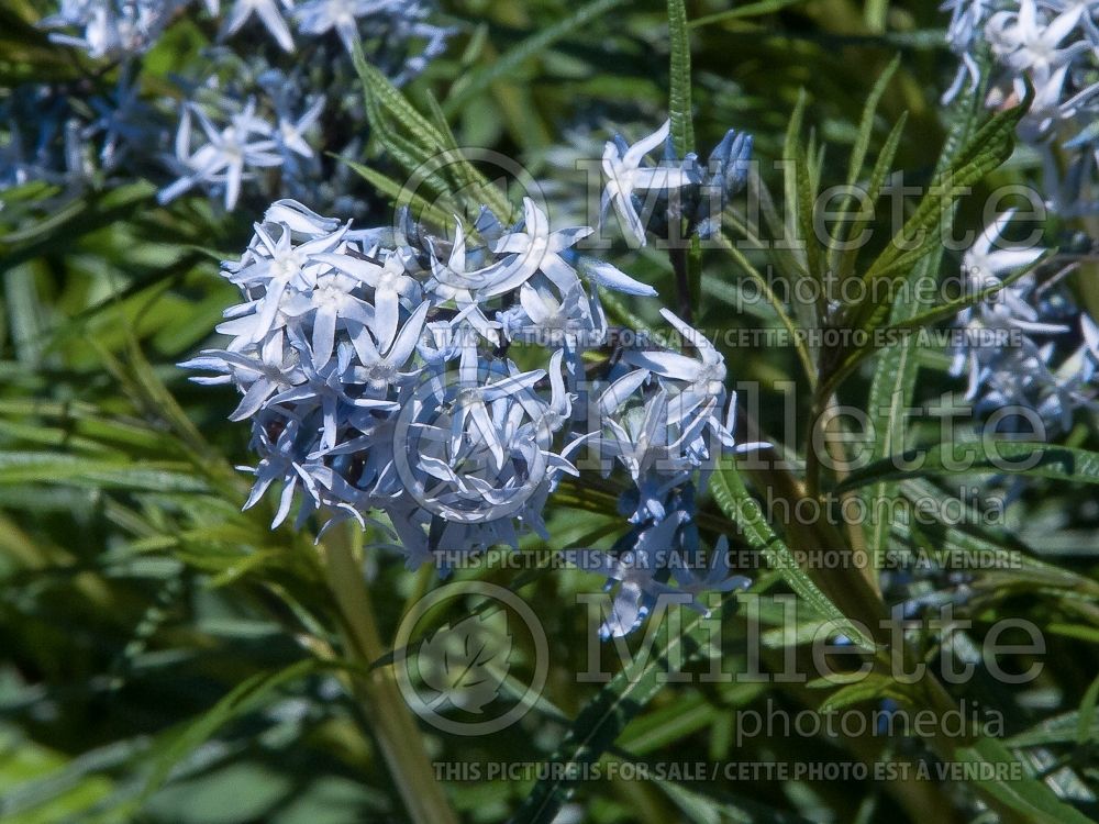 Amsonia Halfway to Arkansas (Bluestar) 1 