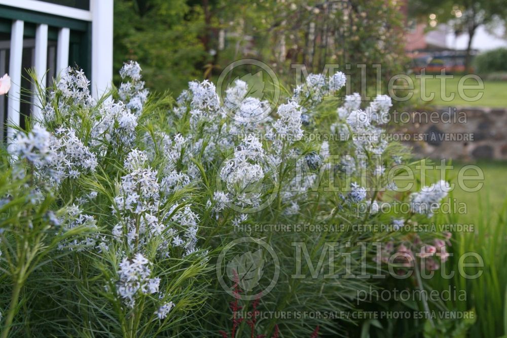 Amsonia hubrichtii (Bluestar) 4