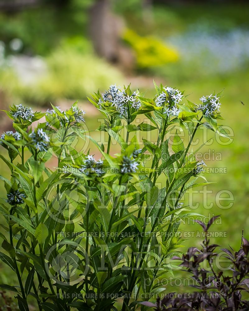 Amsonia illustris (Bluestar) 4 