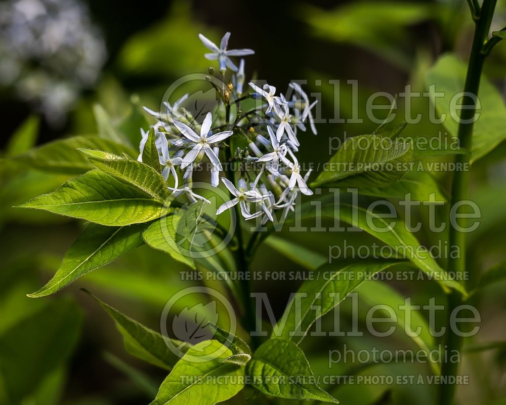 Amsonia illustris (Bluestar) 5 