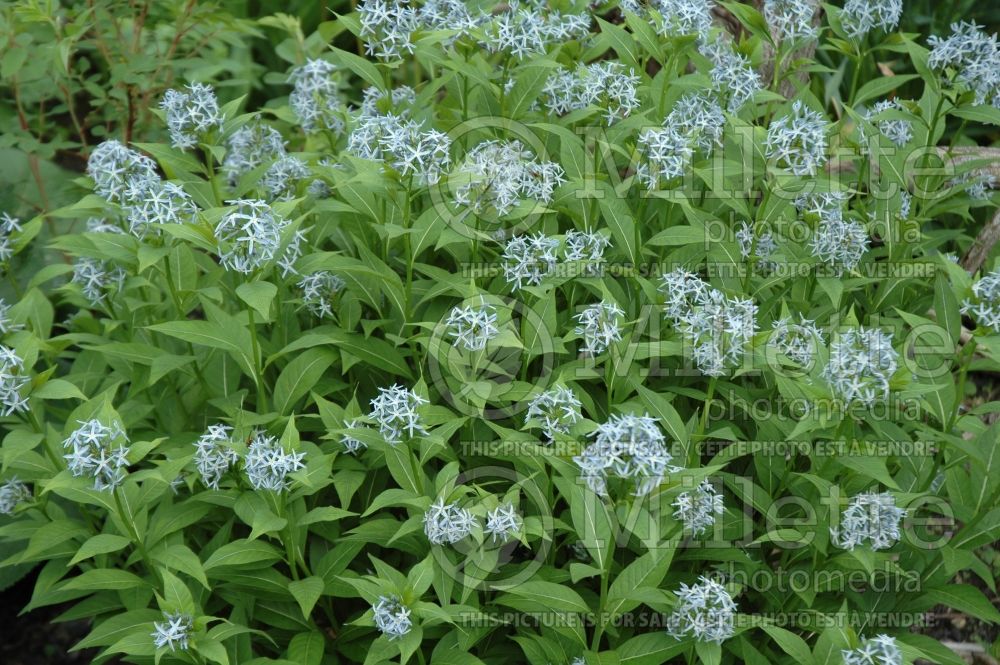 Amsonia illustris (Bluestar) 2 