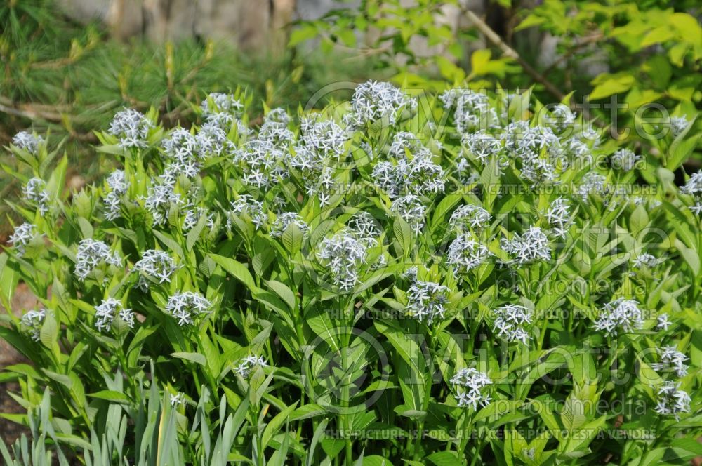 Amsonia illustris (Bluestar) 1 