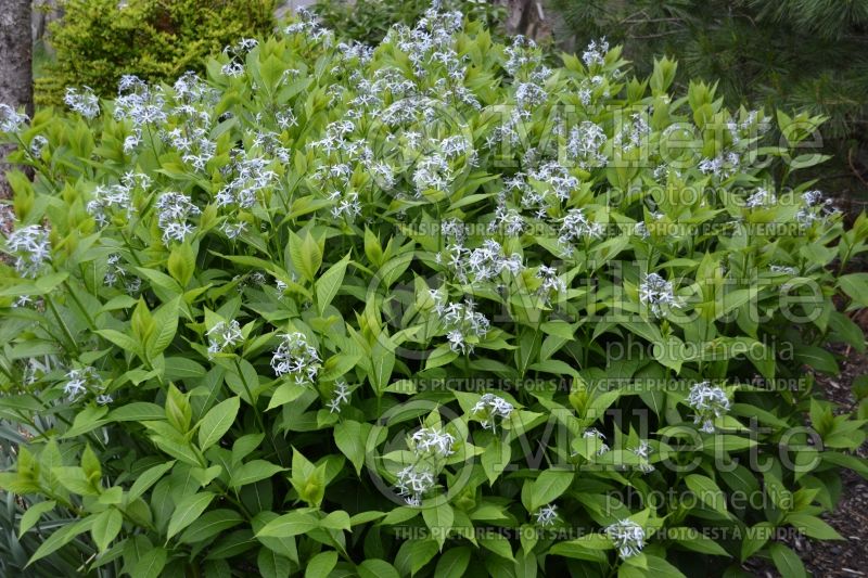 Amsonia illustris (Bluestar) 7 