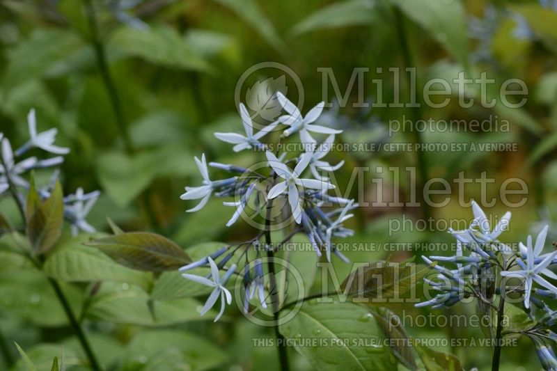 Amsonia orientalis (Bluestar) 3 