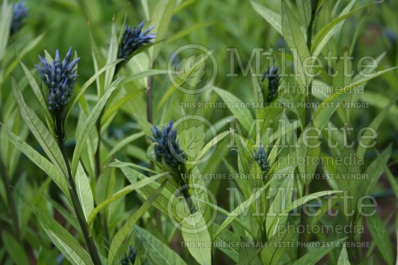 Amsonia orientalis (Bluestar) 2 