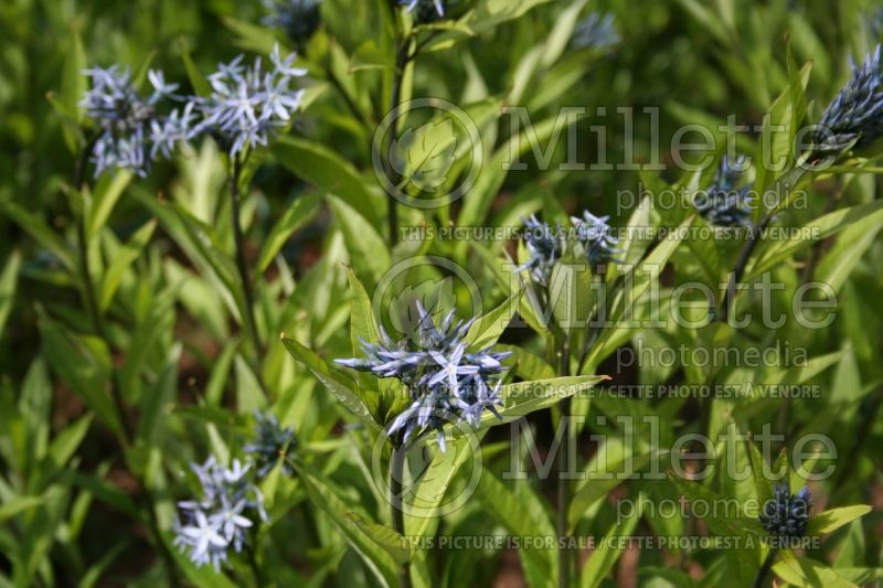 Amsonia orientalis (Bluestar) 1 