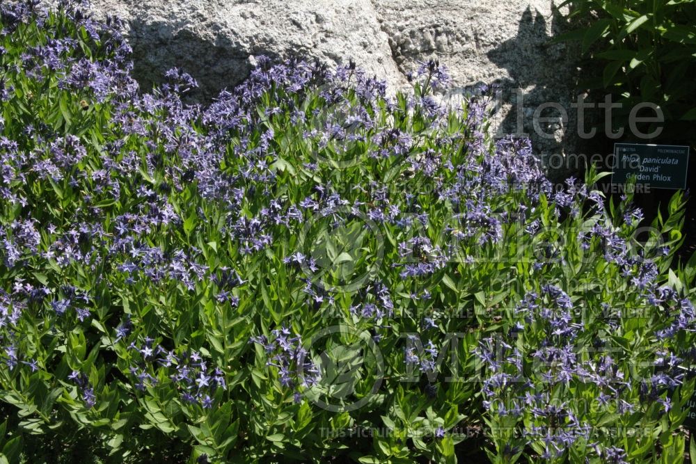 Amsonia Blue Ice (Bluestar) 1 