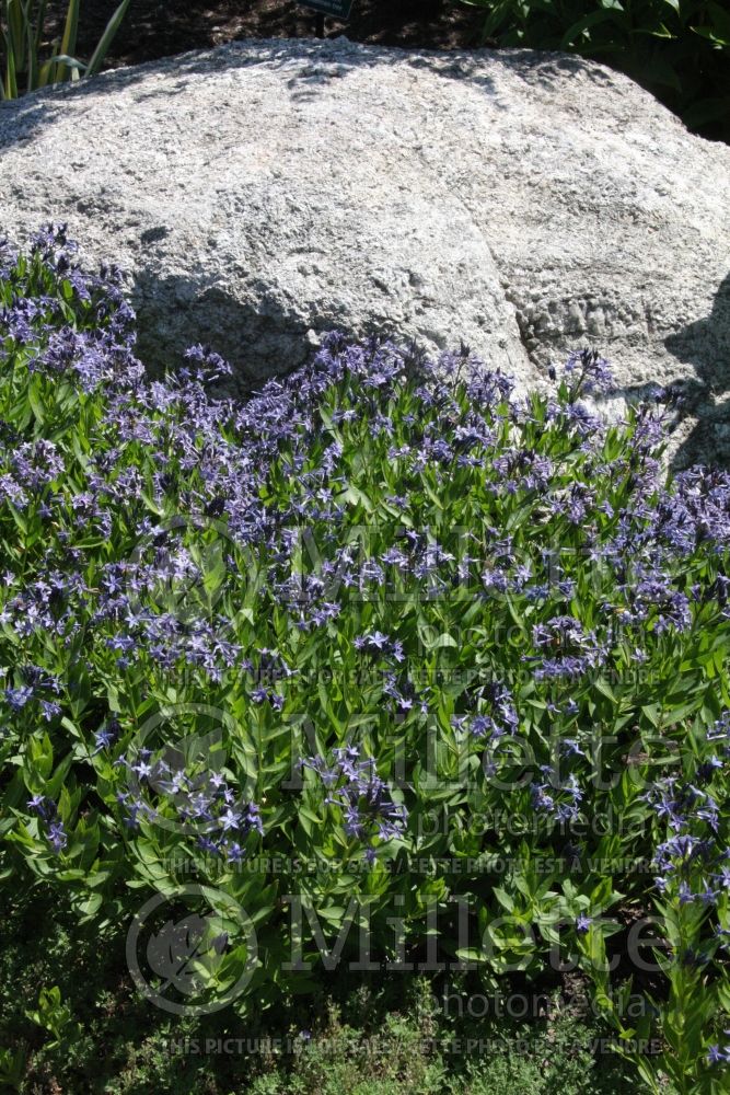 Amsonia Blue Ice (Bluestar) 2 