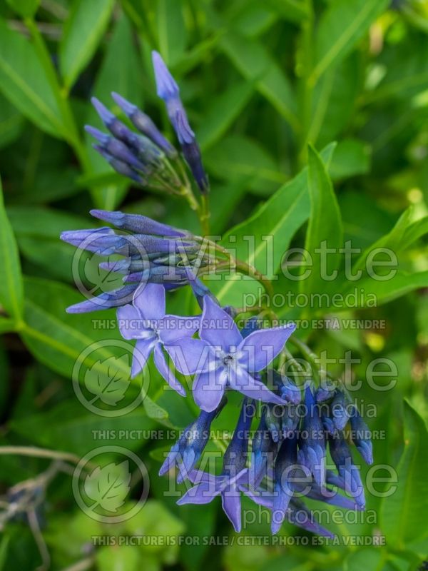 Amsonia Blue Ice (Bluestar) 7