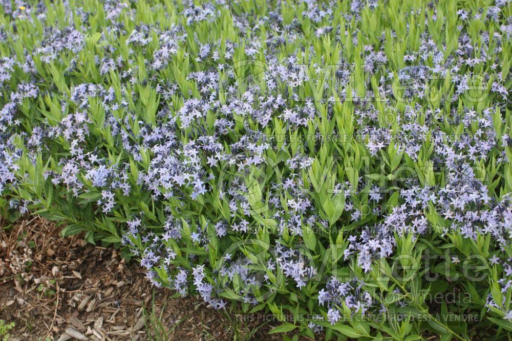 Amsonia Blue Ice (Bluestar) 3 