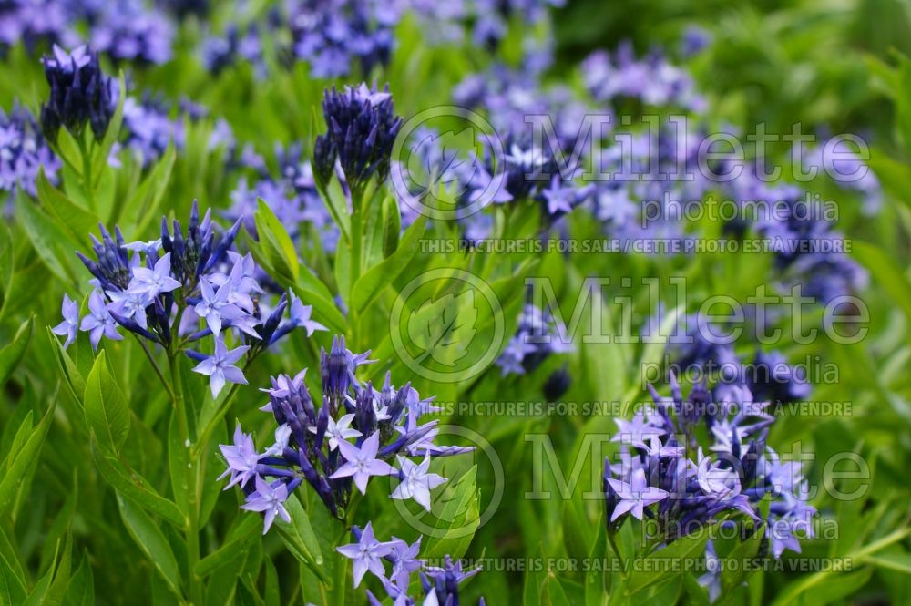 Amsonia Blue Ice (Bluestar) 4 