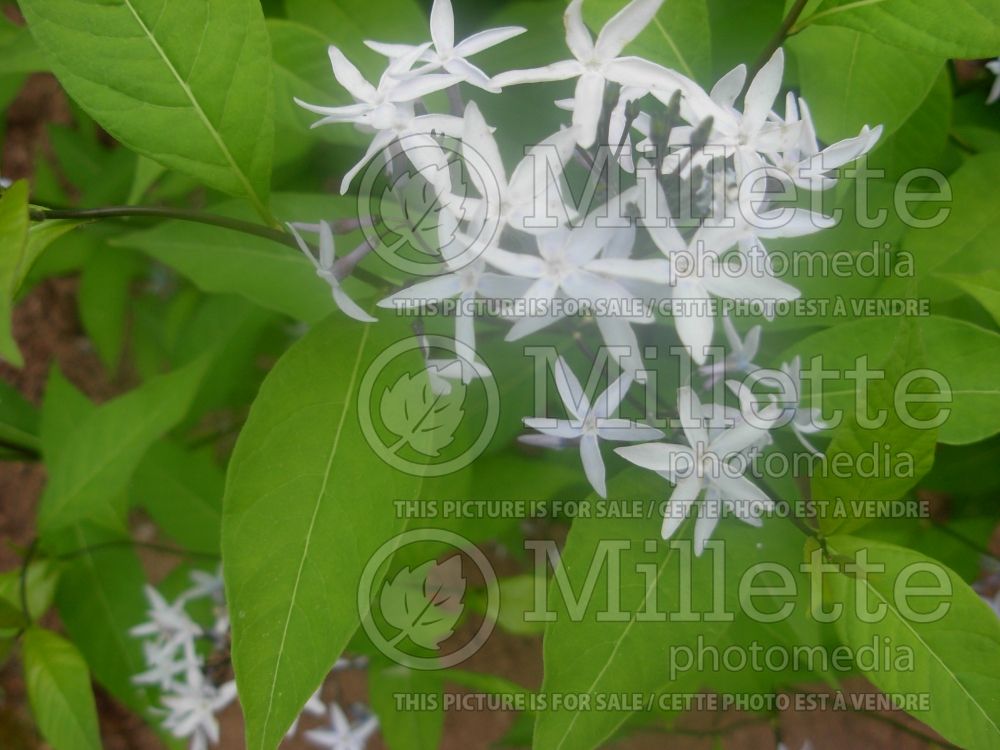 Amsonia tabernaemontana (Bluestar) 5