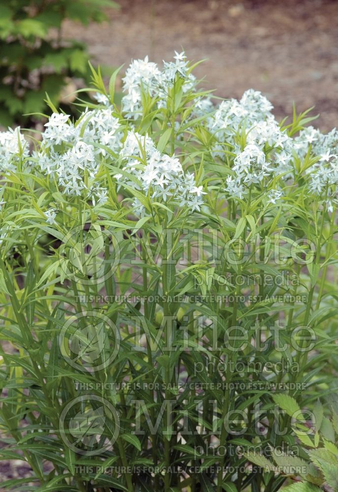 Amsonia tabernaemontana (Bluestar) 1 