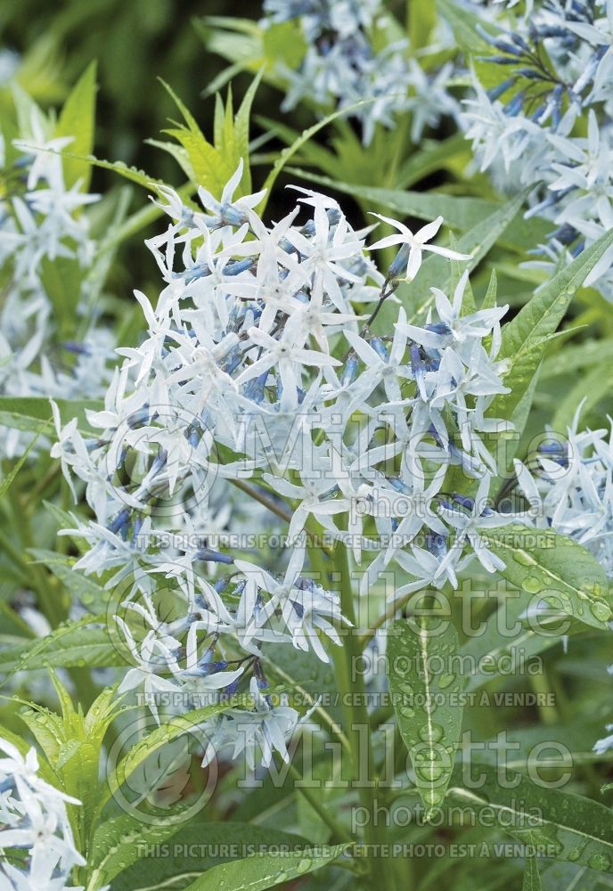 Amsonia tabernaemontana (Bluestar) 3 