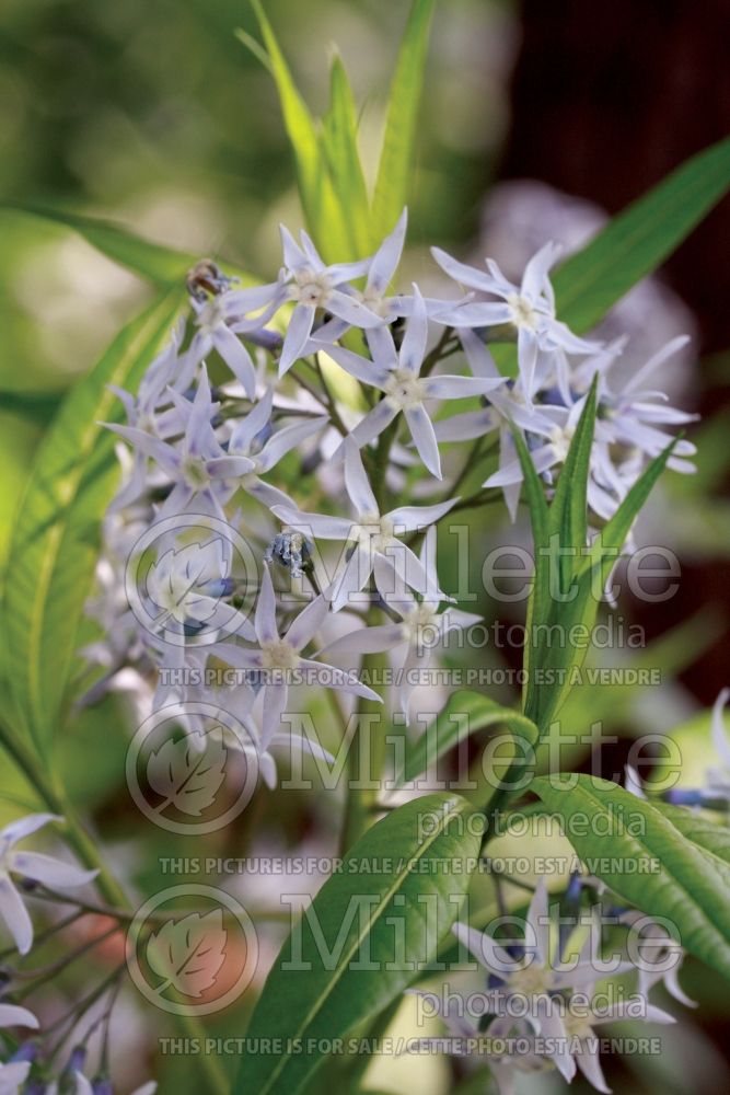 Amsonia tabernaemontana (Bluestar) 4 