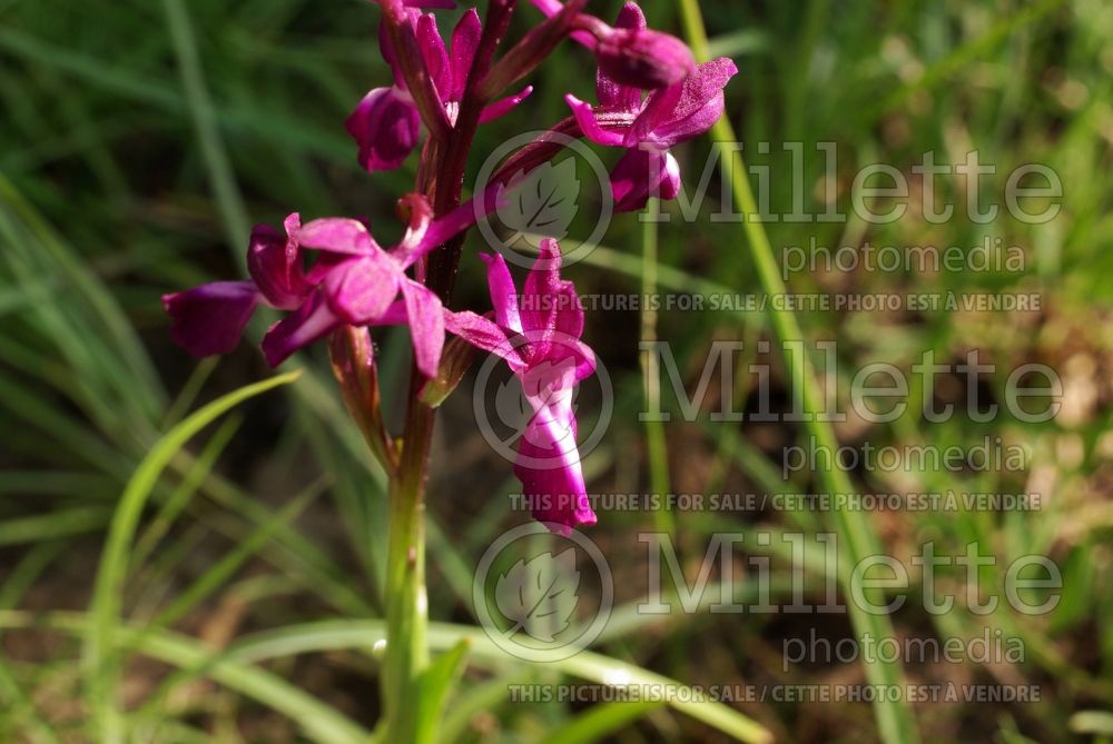 Anacamptis laxiflora (Loose-Flowered Orchid, Green-winged Meadow Orchid) 1