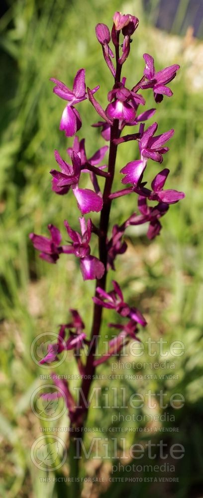 Anacamptis laxiflora (Loose-Flowered Orchid, Green-winged Meadow Orchid) 2