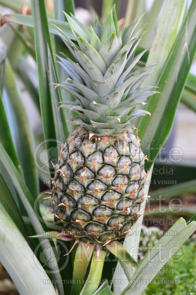 Ananas comosus (Pineapple) 1 