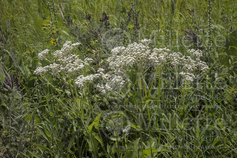 Anaphalis margaritacea (pearly everlasting) 2 