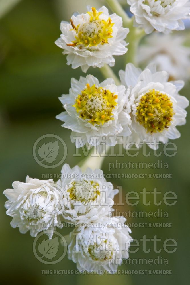 Anaphalis margaritacea (pearly everlasting) 1 