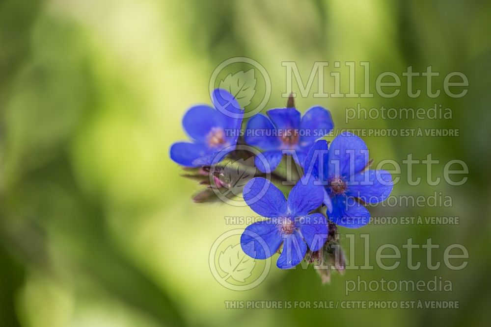 Anchusa Dropmore (blue bugloss) 3 