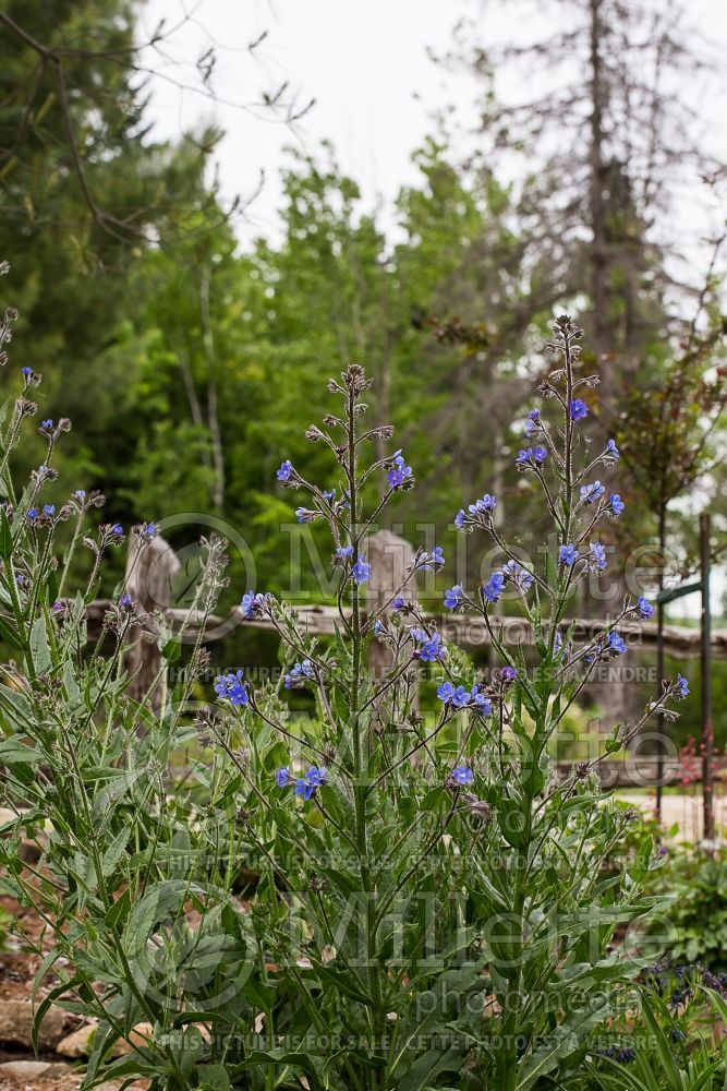 Anchusa Dropmore (blue bugloss) 1 