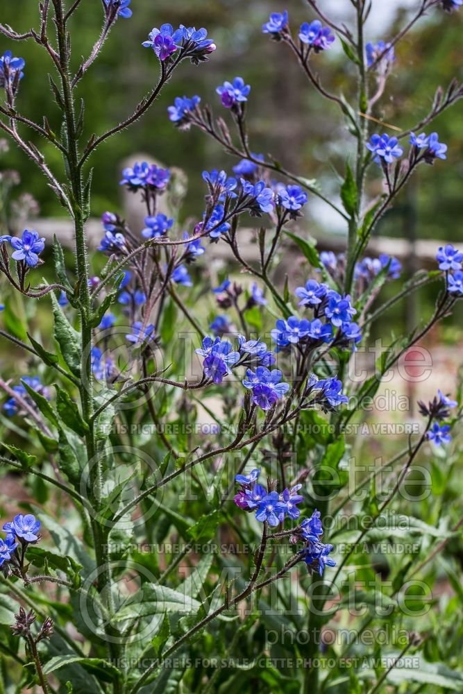 Anchusa Dropmore (blue bugloss) 2 